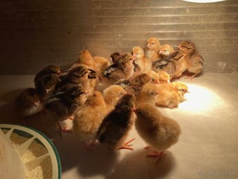 Hempšír a Vlaška jarabičia. - 5