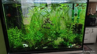 Rastliny do akvária - 5