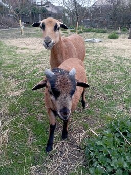 Kamerunské ovce - 5