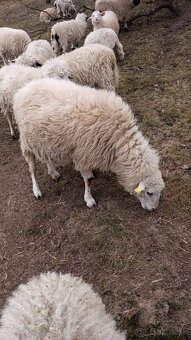 Ovce, zošľachtená valaška - 5