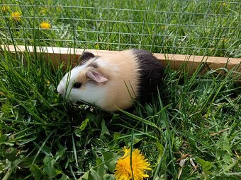 Predám morčatá - 5