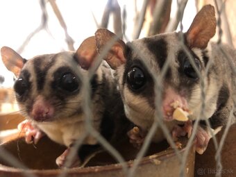 Predám chovný pár vakoveveríc (Petaurus breviceps) - 5