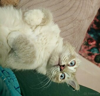 Ragdoll - 5