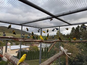 Agapornis škraboškový - 5