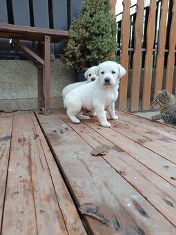 Labradorsky retriever - 5