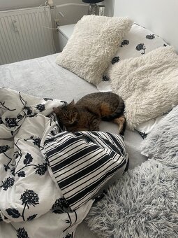 Perzské mačičky - 5