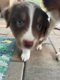 Australsky ovciak s PP - 5