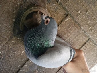 Predám poštové holuby - 5