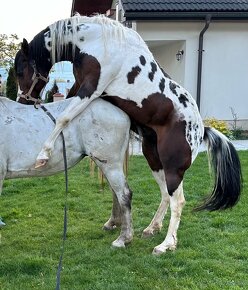 APH - Paint horse pripúšťanie 2024 - 5