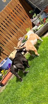 American bully na krytie - 5