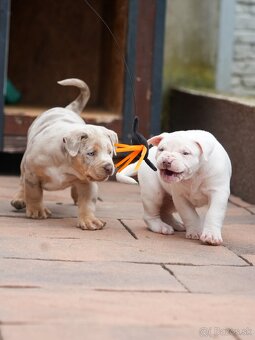 American Bully XL/XXL - 5
