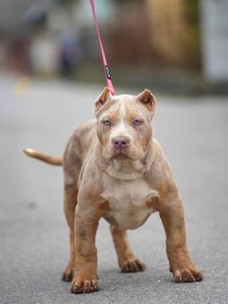 American Bully XL/XXL - 5