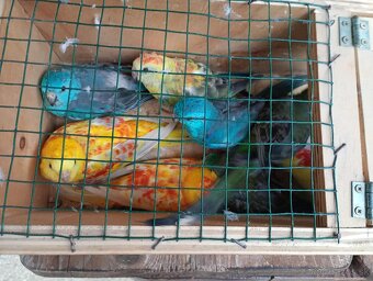 Papagaj spevavi. - 5