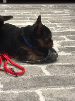 Yorkshirsky terie - 5