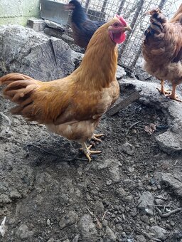 Oravka žítohnedá - 5