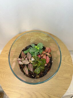 Rastlinné teráriá - 5