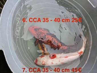 Koi Kapor - 5