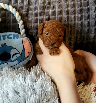 Pudlik pudel Mini toy Red ❤️ - 5