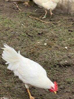 Leghorn - 5