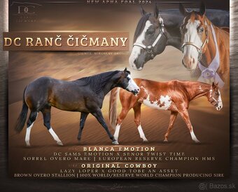 Perspektívna Paint Horse kobylka - 5