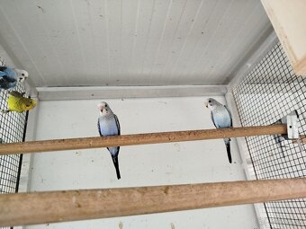 Andulka blackwings,ciernokrydla - 5