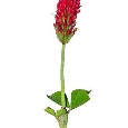 Ponúkam semená rastliny - Ďatelinu purpurovú - 5
