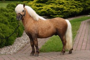 Pripustanie shetland s pp - 5