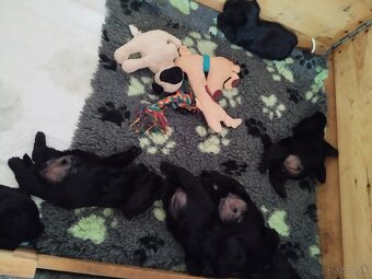 Scottish terrier - škotský teriér - 5