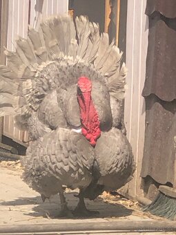 Morka Česká šedá bielolemovaná predaj - 5