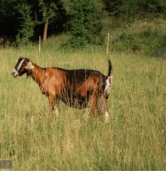 Podielova AN koza , capko - 5