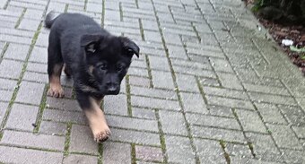 Nemecký ovčiak šteniatka - 5