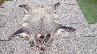 Trofeje, parohy, preparaty - 5