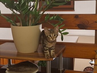 Darujeme maciatka - 5