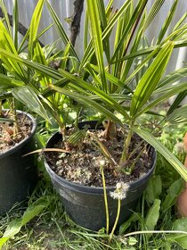 Palmy trachycarpus fortunei - 5