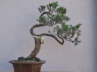 Bonsai / bonsaj - rozne, foto v prilohe, ponuka v texte - 5