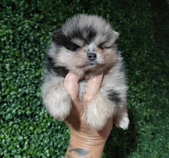 Pomeranian - 5