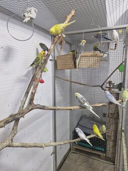 Andulky,zebricky,holubky diamantove - 5