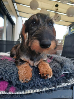 Jazvečík hrubosrstý trpasličí - králičí s PP - 5