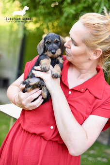 Jazvečík hrubosrstý trpasličí - králičí s PP - 5