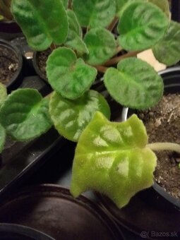 Bodka taniere 1+6ks a darčeková levanduľa,iné - 5