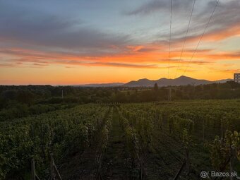 Vinohrad s chatou a 2 pivnicami v Tokajskej oblasti - 5