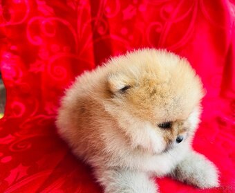 Pomeranian s PP - 5