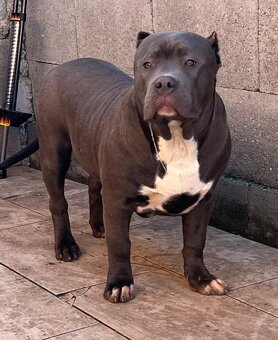 American Bully - 5