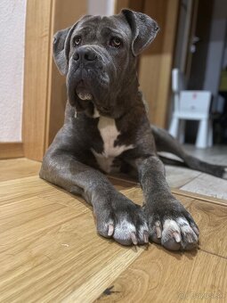 Cane Corso šteniatka - 5