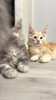 ELLIOT❣️Mainská Myvalia Maine Coon mačiatka - 5