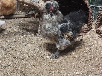 Hodvabnicka kohuty- 3 farby - 5