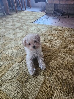 Pudel trpasličí - 5