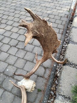 Madailova trofej daniela - 5