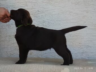 Labrador Retriever s PP - 5
