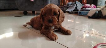 Cavapook - 5